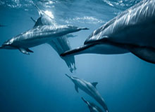 发现半岛体育：把海风、阳光与运动一并带回日常